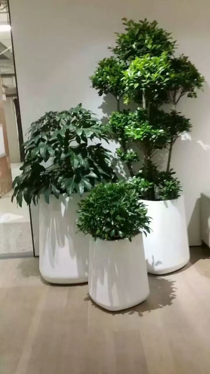 组合植物(wù)