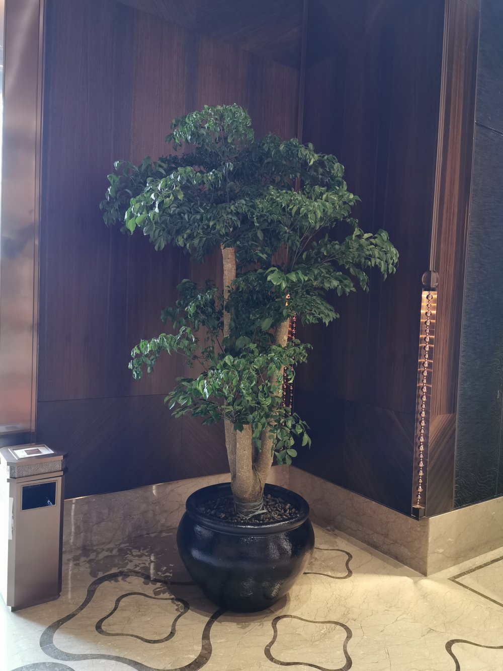 酒店(diàn)植物(wù)租摆案例